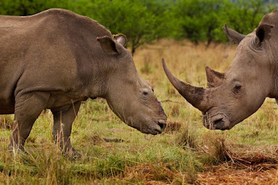 One Horned Rhinos at Kaziranga