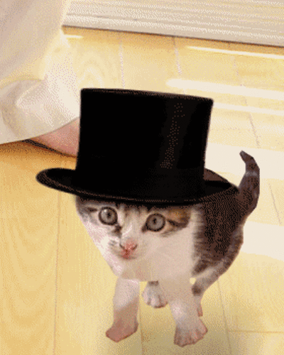 sule nin atolyesi rengarenk bu kediler cok hos