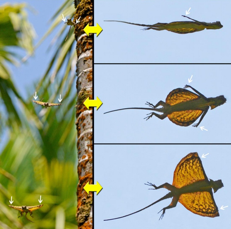 Southern Flying Lizard Draco dussumieri Carnivora