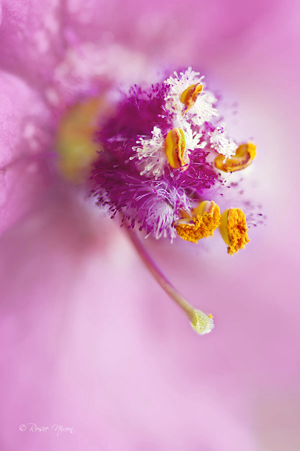 Pink Verbascum 'Pink Kisses' macro detail