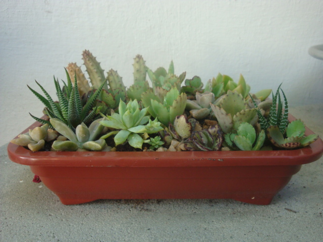 mini jardim cactos suculentas:Meu Jardim é Assim: Mini-jardins de cactos e suculentas, fiz mais mini jardim cactos suculentas:Meu Jardim é Assim: Mini-jardins de cactos e suculentas, fiz mais
