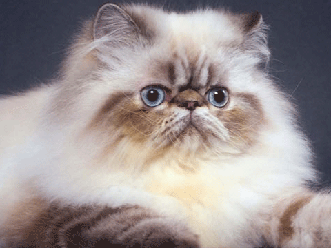 Ekspresi DP Muka Kucing foto untuk Update Status - Gambar Profile