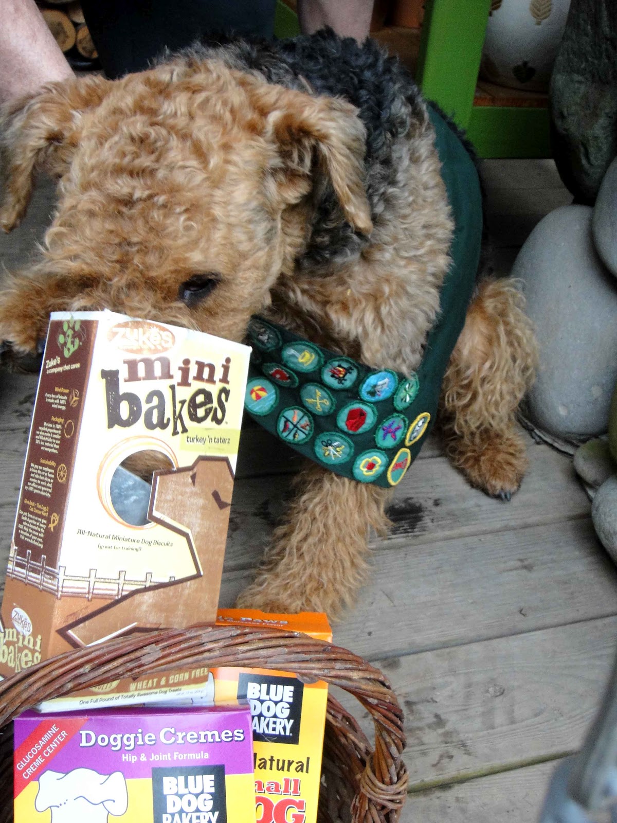 Can Dogs Eat Girl Scout Cookies Can Dogs Eat Girl Scout Cookies