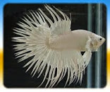 White Platinum crowntail