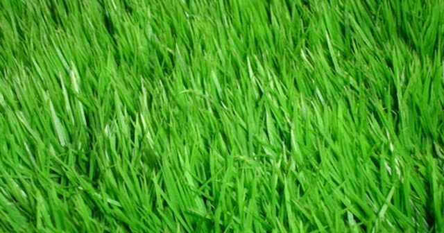 Crea tu Jardín: El Césped