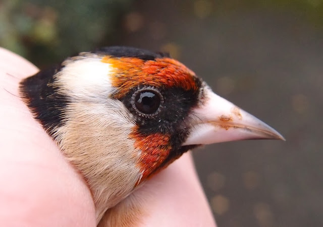 Goldfinch, (C) P J Alker