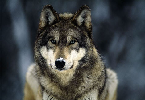 grey wolf snow
