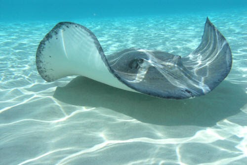 manta ray and stingray difference