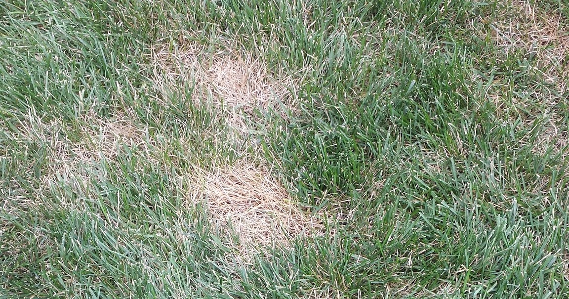 iaTURF GRUBS IN MIDWESTERN LAWNS