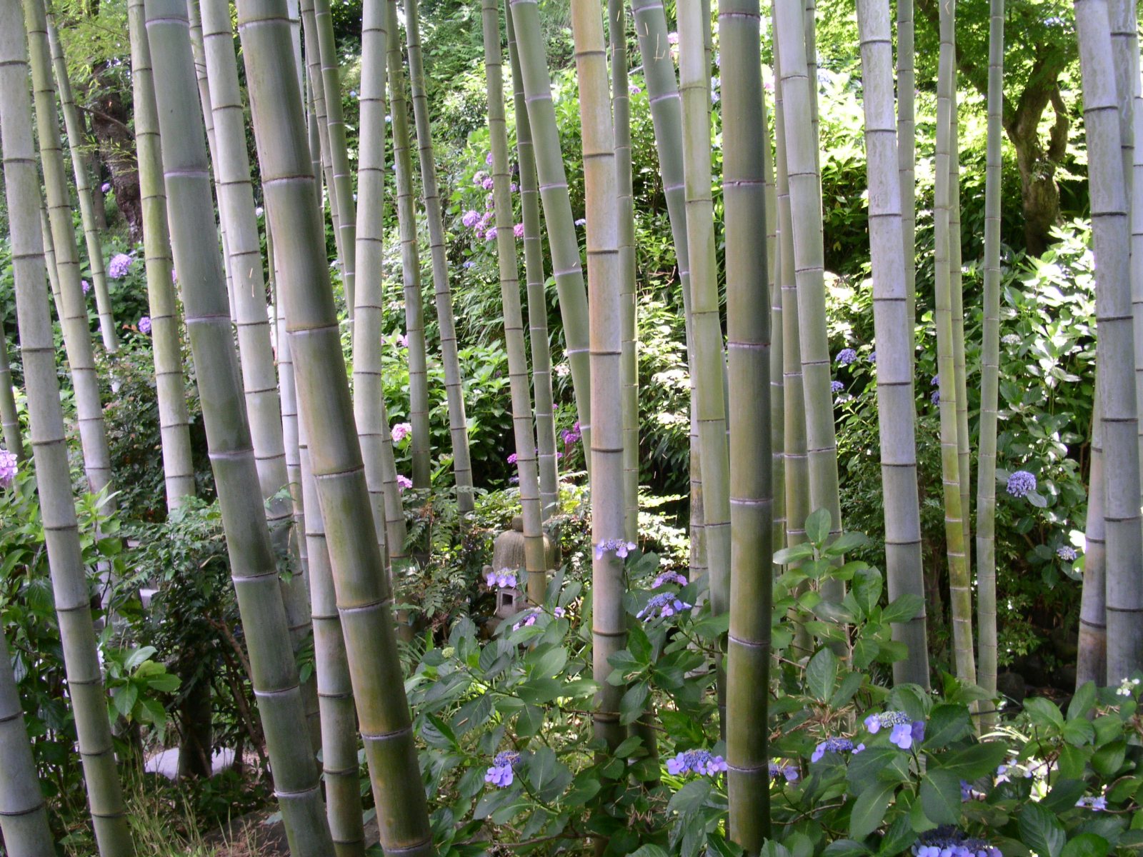 http://2.bp.blogspot.com/-MCgHhskMn4Q/Tq0c81vDFUI/AAAAAAAABe8/psuQswPOuC0/s1600/kamakura_bamboo_wallpaper.jpg