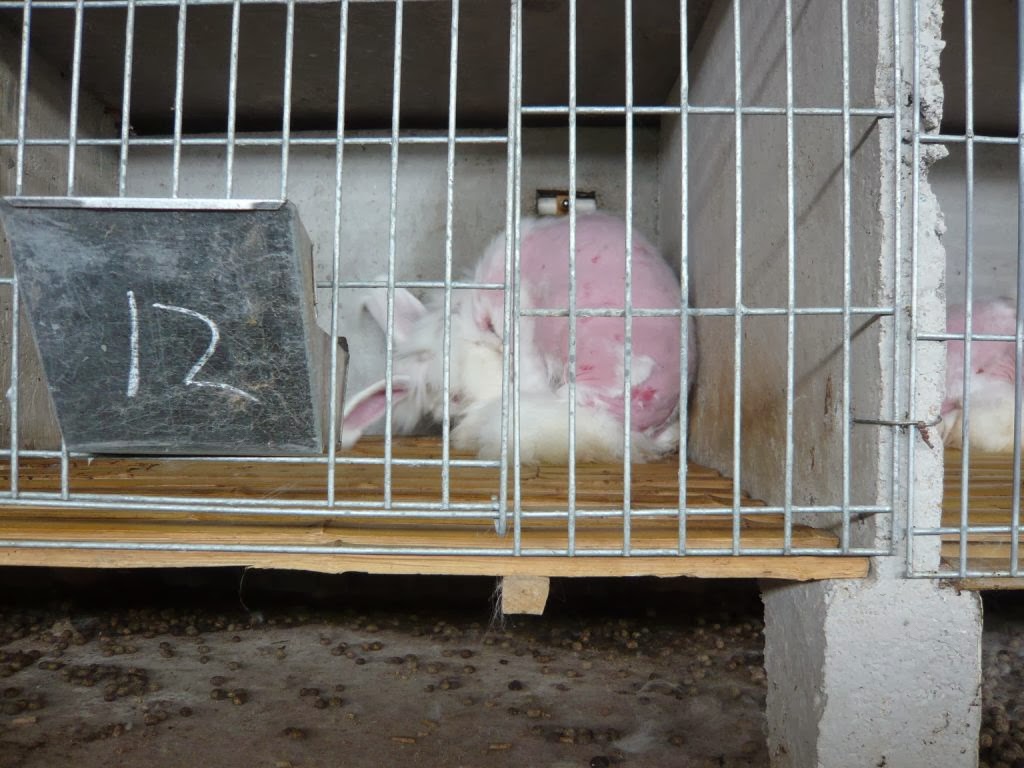 tawsi nin dunyasi angora tavsani gercegi