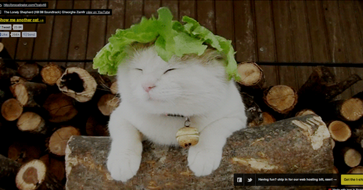 Https Procatinator Com Cat Https Procatinator Com Cat