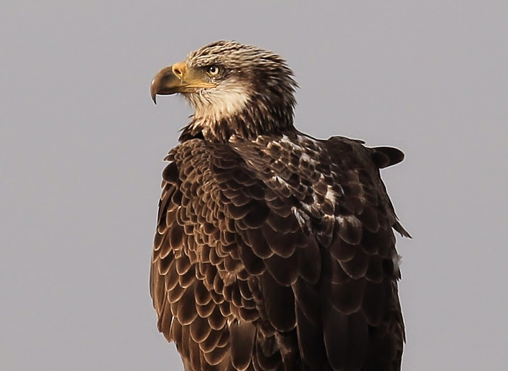 Nature on the Edge of New York City Bald Eagles in NY Harbor
