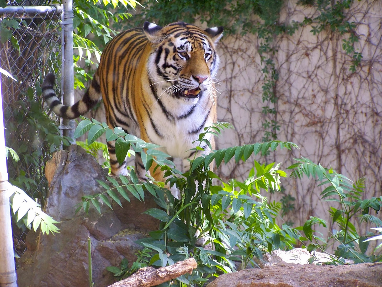 The Natural World Eyes On Ears And Mouth On Toes