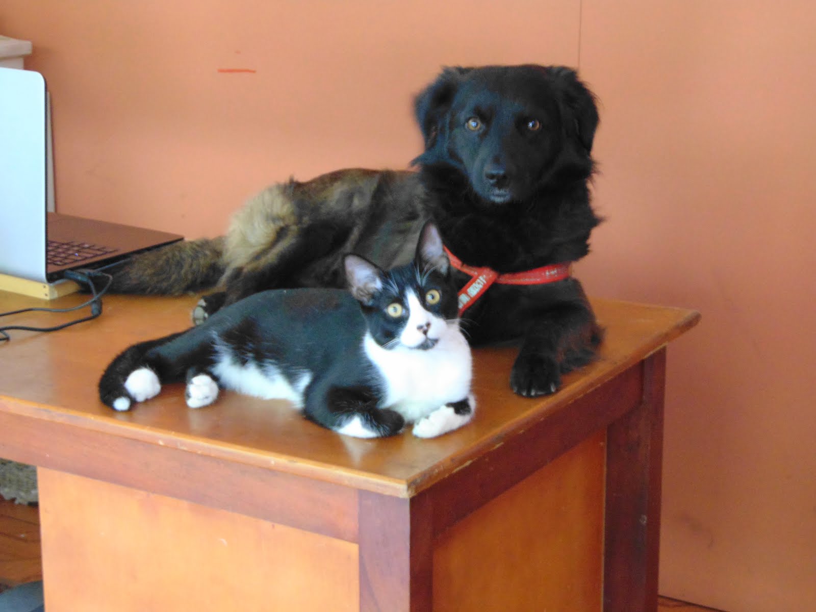 Perro y gato en el escritorio