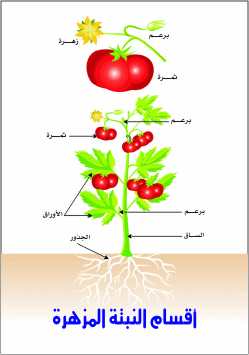 اجزاء النبتة موقع العلوم מדעים