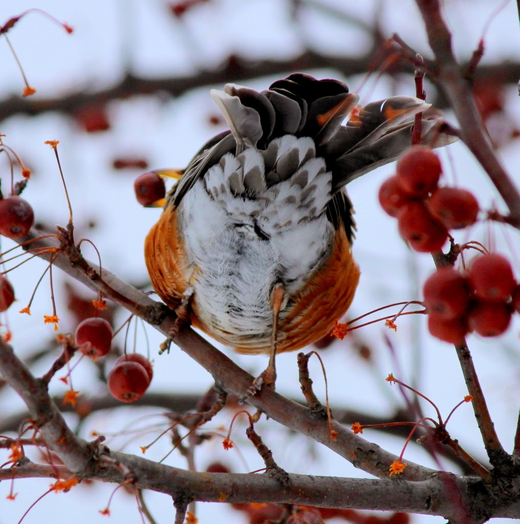 Listening in Nature Caroling Robins of December