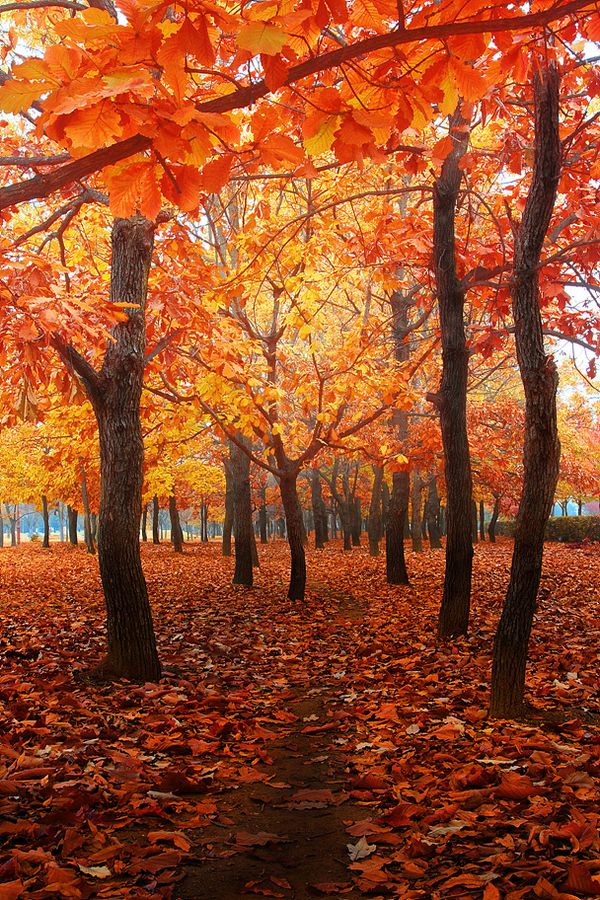 PUNTXET Hello autumn 2015 #autumn #fall #otoño