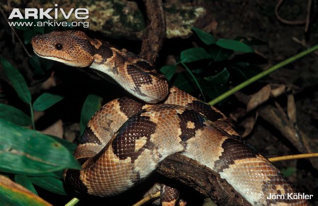 Madagascar Boa Constrictor