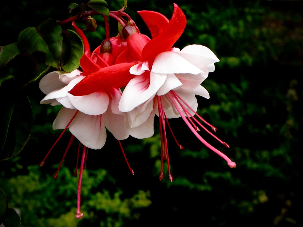 Blok888 Top 10 Most Exotic Flowers in the world 1