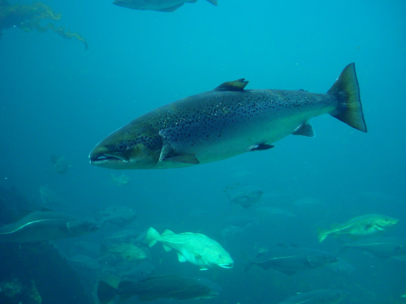 Atlantic Salmon Aquatic Animals