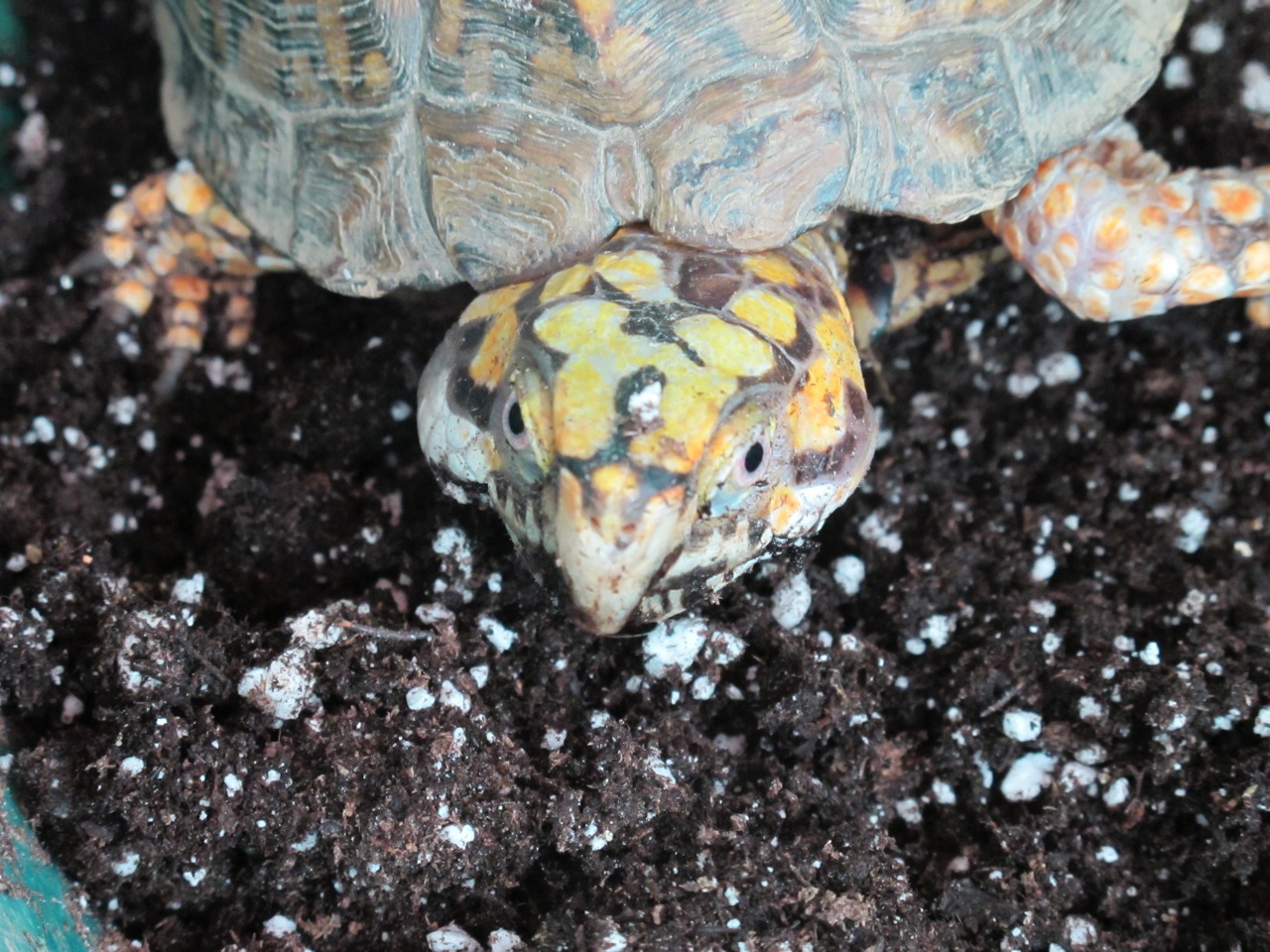 Julie Zickefoose on Blogspot A Box Turtle, Discarded