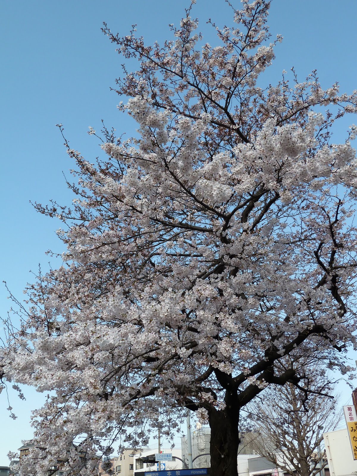 Lost in Japan...: Cherry Blossoms in Japan!