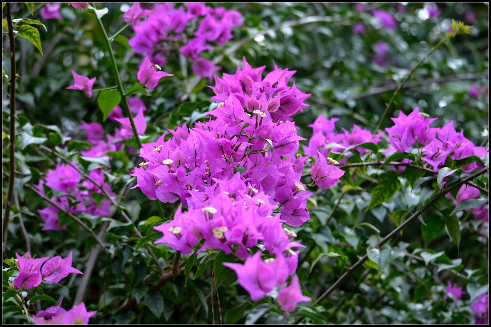 Bougainvillea