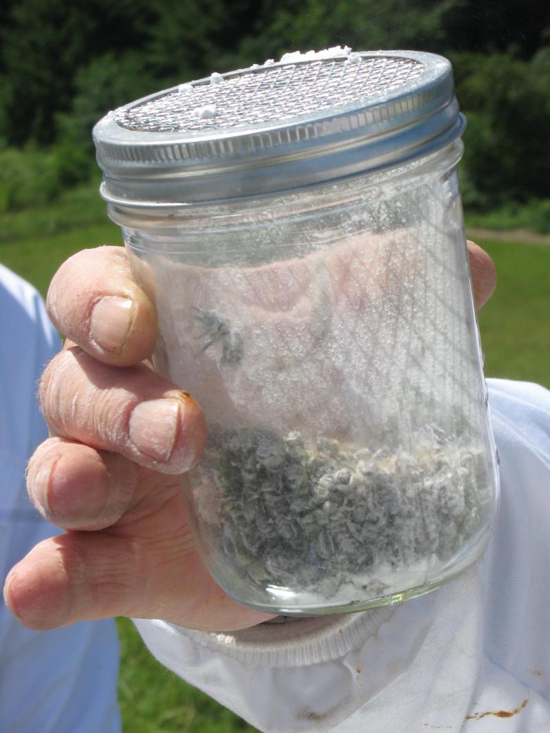 HONEY BEES AN ADVENTURE Are You Raising Varroa Mites?