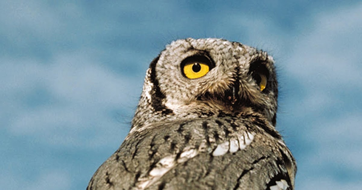 Carnivores and Super Predators Owls