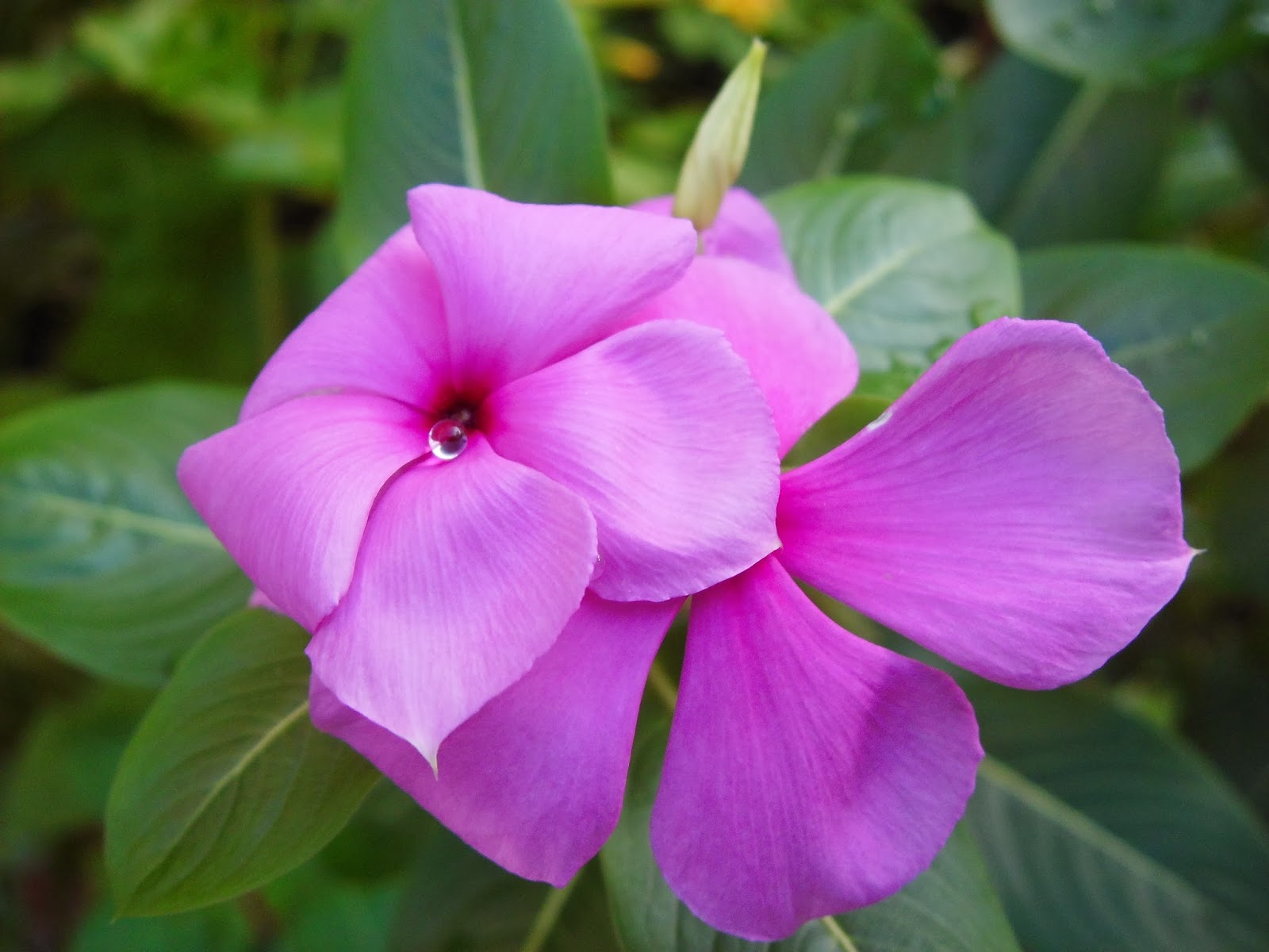 Exotic Plants in Indonesia Flowers Gallery