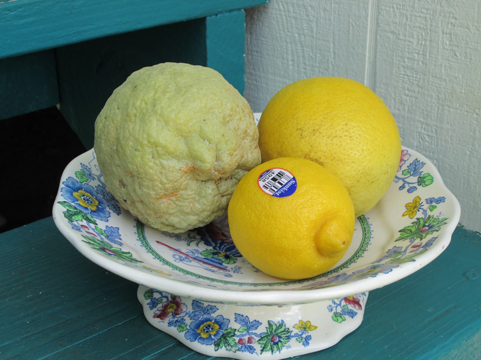 Garden Notes from Hawaii A TALE OF TWO LEMON TREES (Citrus x meyeri