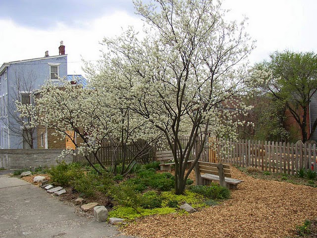 Serviceberries form a nook in a backyard garden
