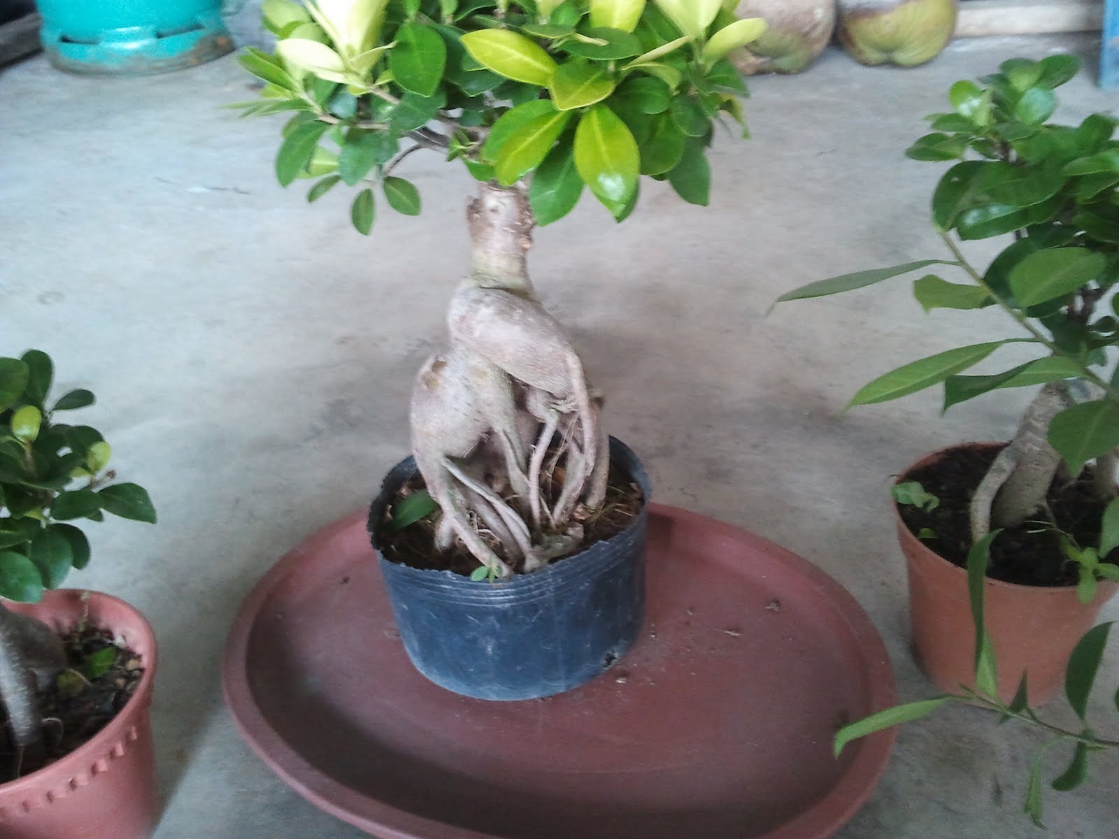 Yanashimi Bonsai Yanashimi Bonsai