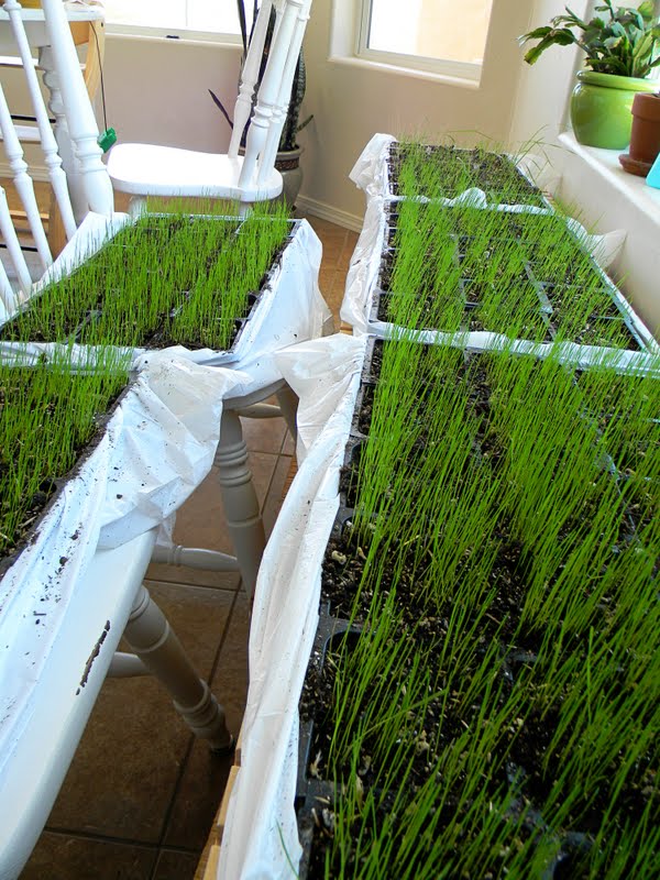 Home. Kids. Life. Summer Projects Growing Grass Plugs