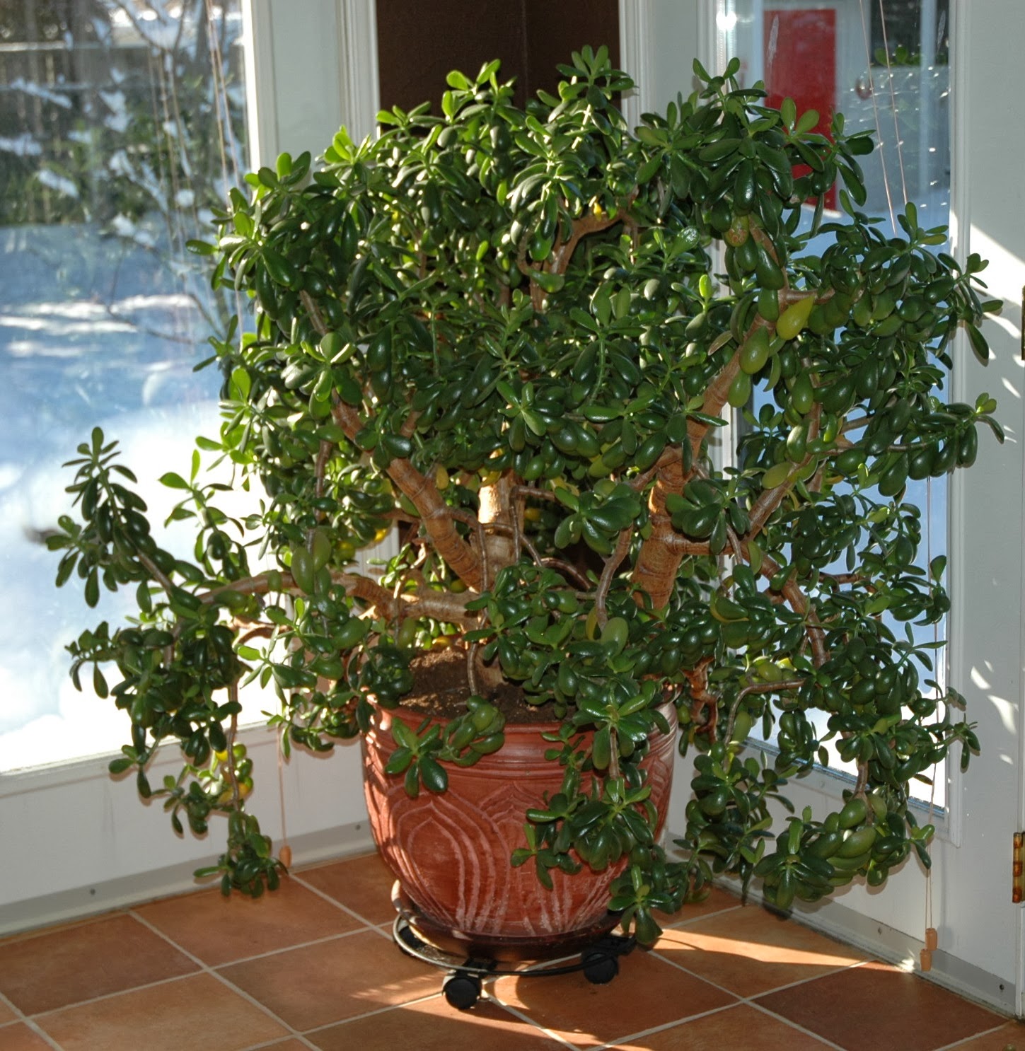 MagicLoveCrow Snow and Mom�s Jade Plant