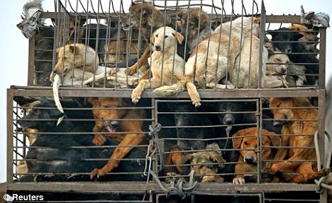 Image result for à®à®à¯à®à®¾à®à®¾à®²à®¿ à®¨à®¾à®¯à¯à®à®³à¯