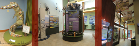 The Creole Nature Trail: Cameron Prairie Visitor's Center -- Information, Tante Marie, and GATORS are just a few things you'll find at this stop along the trail! | bonveillercher.blogspot.com The Creole Nature Trail: Cameron Prairie Visitor's Center -- Information, Tante Marie, and GATORS are just a few things you'll find at this stop along the trail! | bonveillercher.blogspot.com