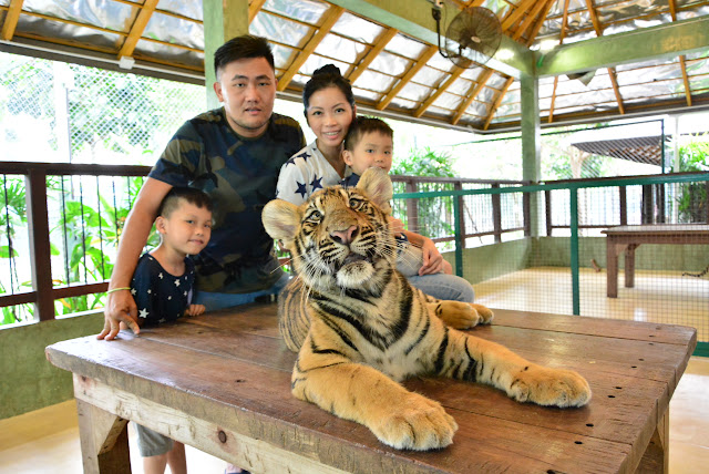 phuket tiger zoo