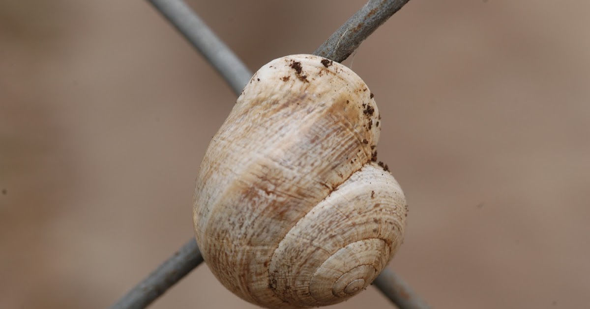 Window on a Texas Wildscape Just a snail