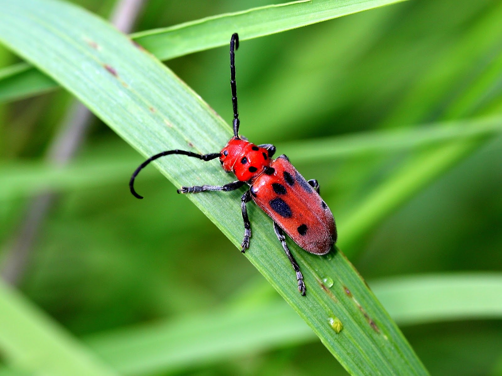 Reflections Ada Hayden Heritage Park July 13, 2015 Red Milkweed Beetle