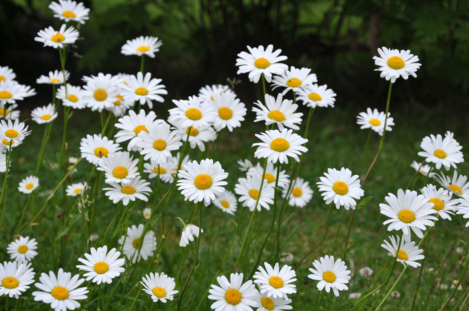 blomnamn på engelska blomnamn på engelska