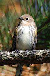 Yellow-rumped Warbler