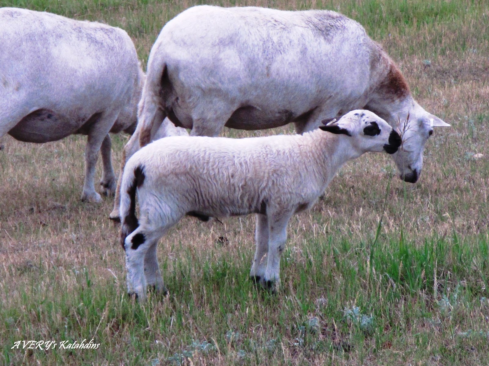 AVERY's KATAHDIN SHEEP: 2015 Katahdin Lambs - All Sired by ADS0130Z ...