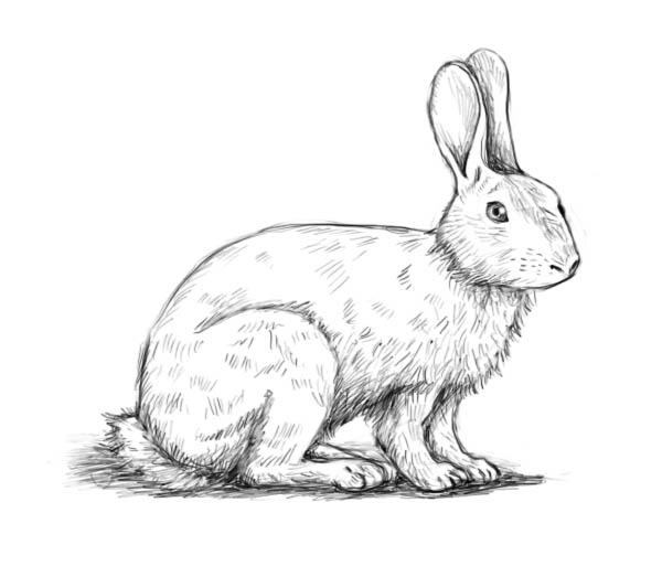 Come Disegnare Un Coniglio