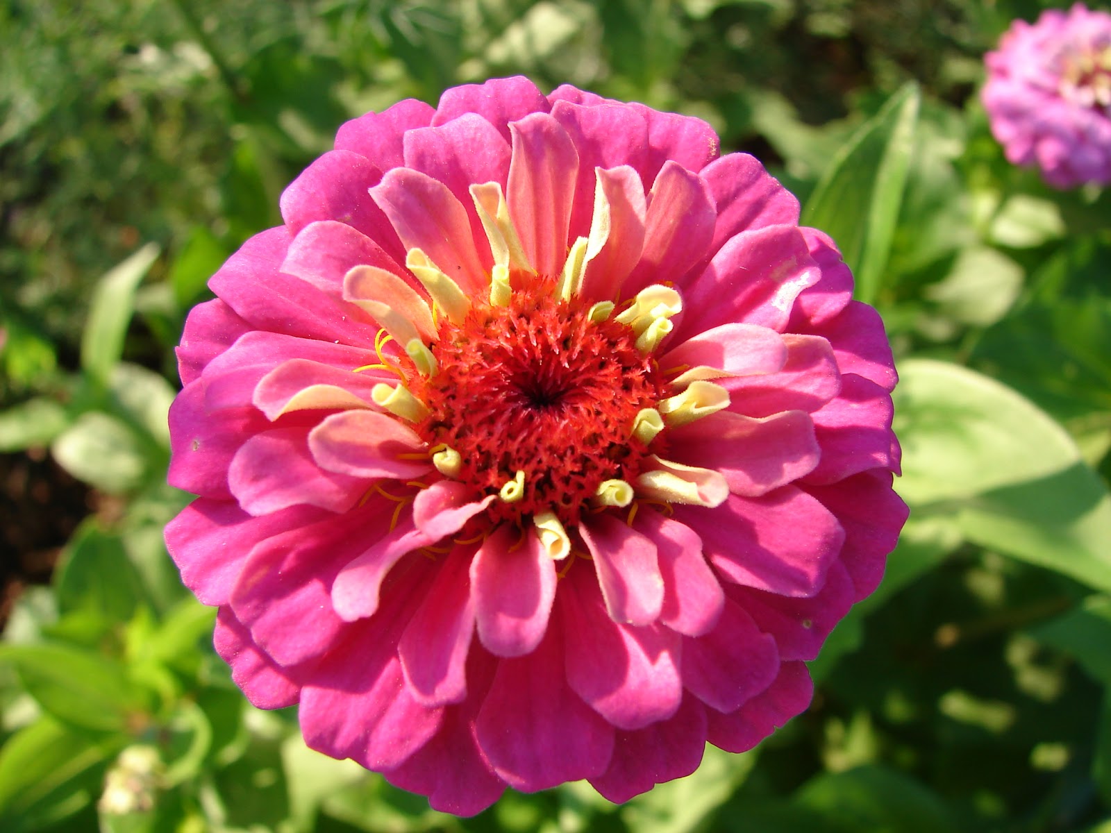 New Utah Gardener Top Five Flowers from Seeds!