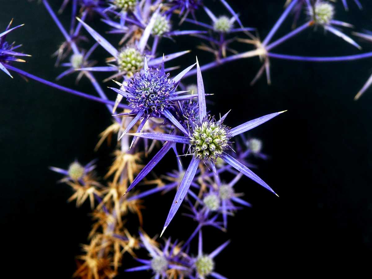 r o b i n 's y a r d Eryngium creticum