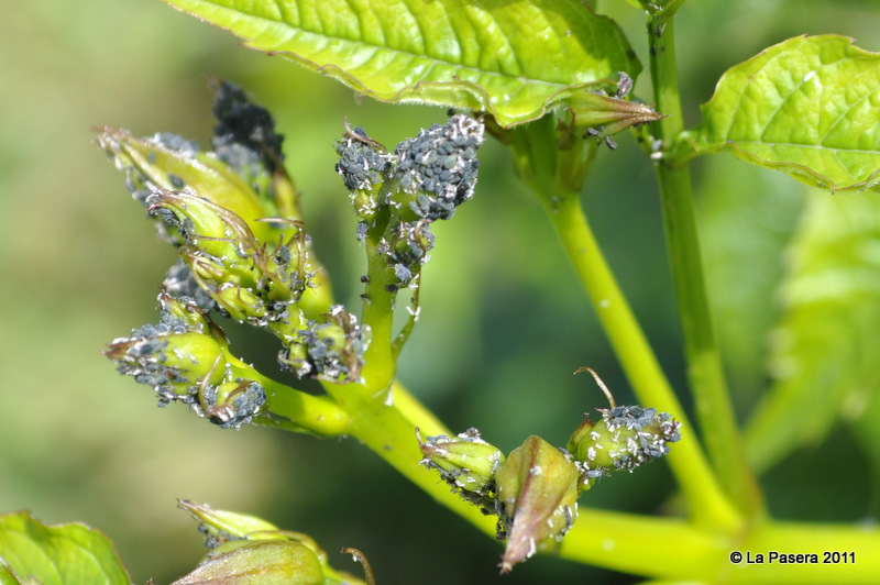 Tales from Toriello Making and using natural insecticides