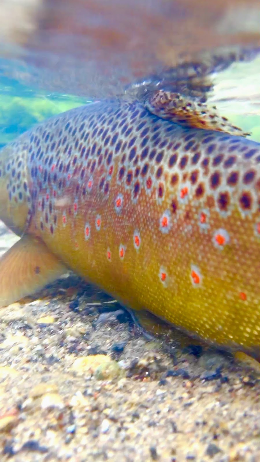 Central Pa Trout Bum