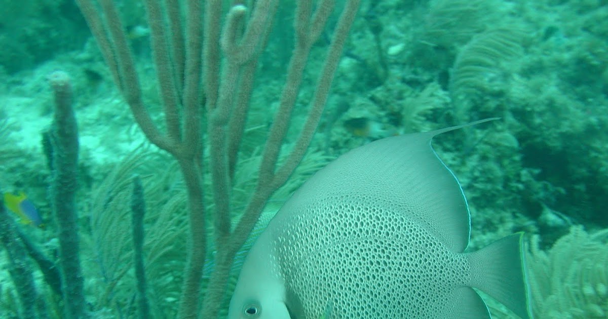 Texas Scuba Diving Interview South Padre Diving and Snorkeling